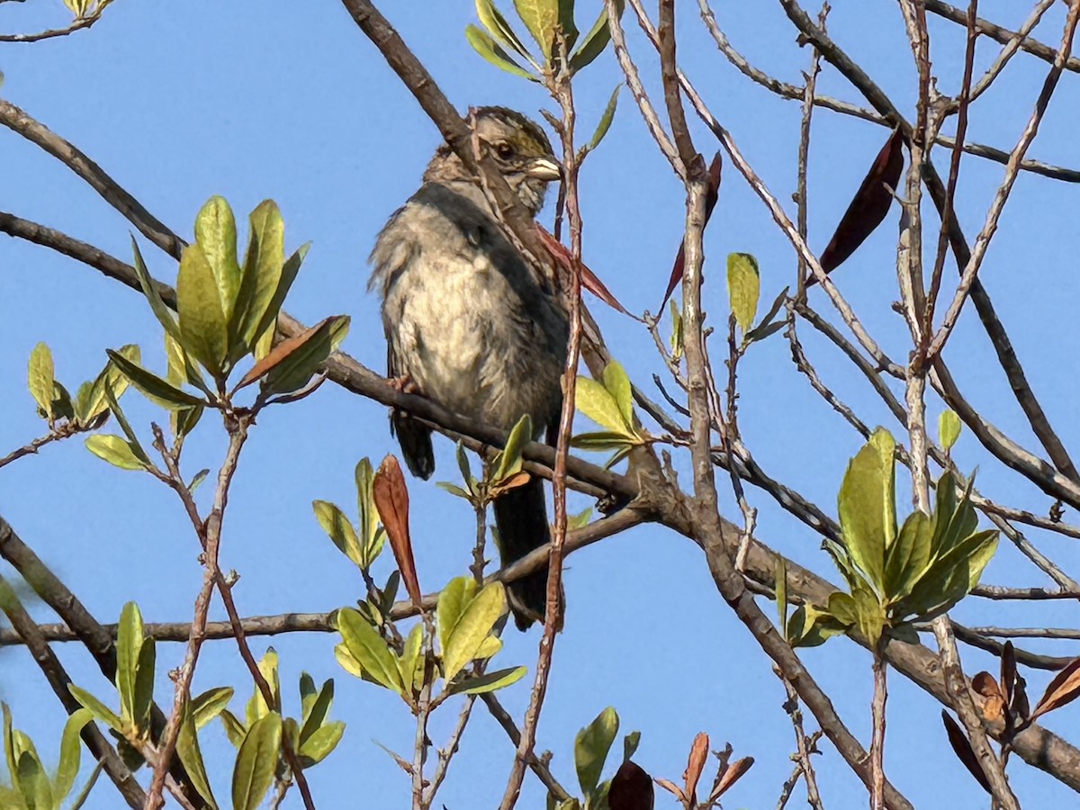 White-throated Sparrow - ML639365436