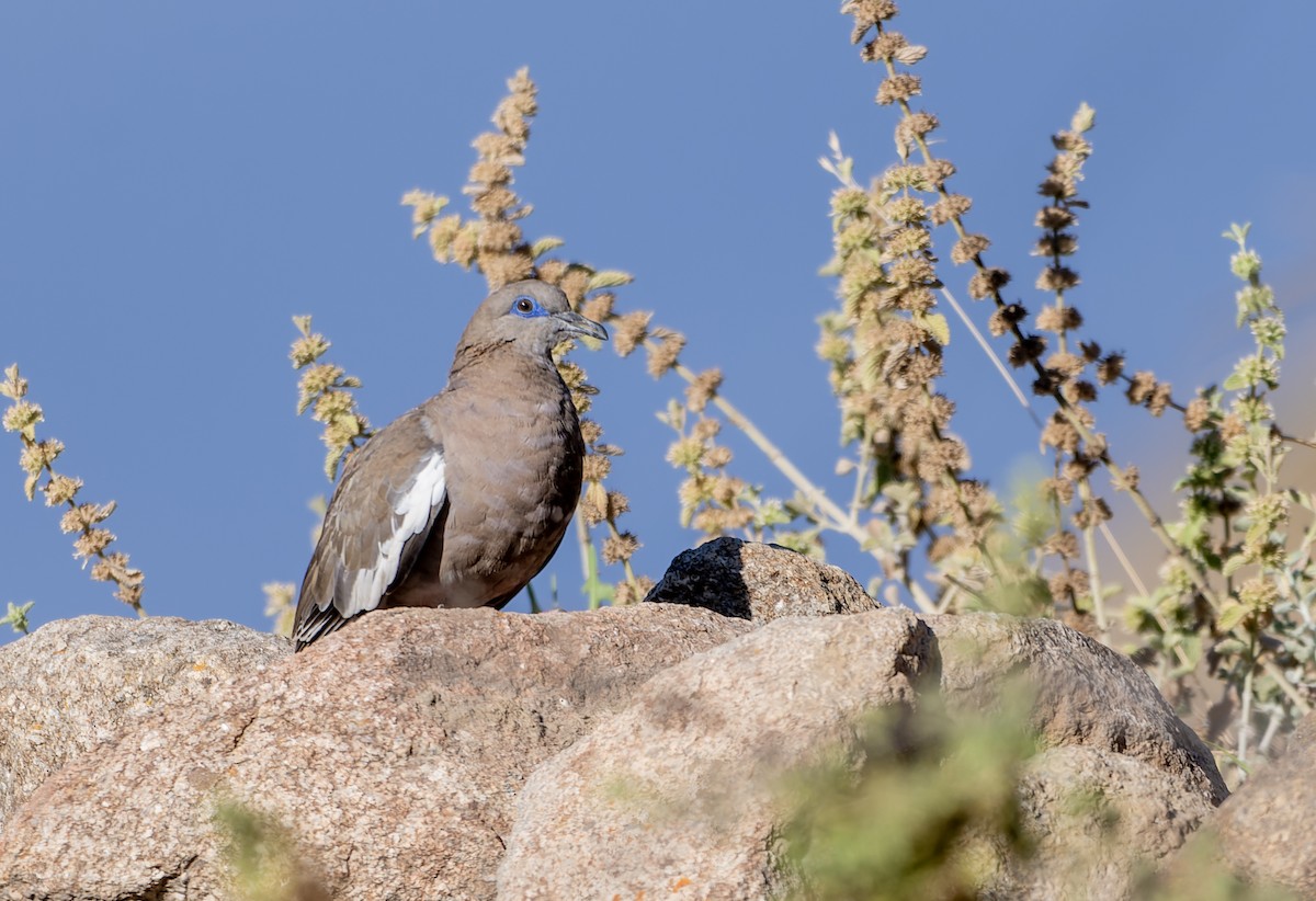 Perutaube - ML639365518