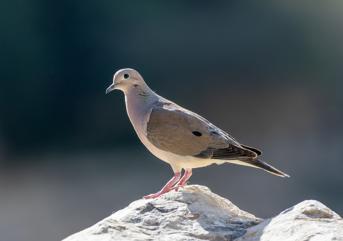 Ohrflecktaube - ML639365525