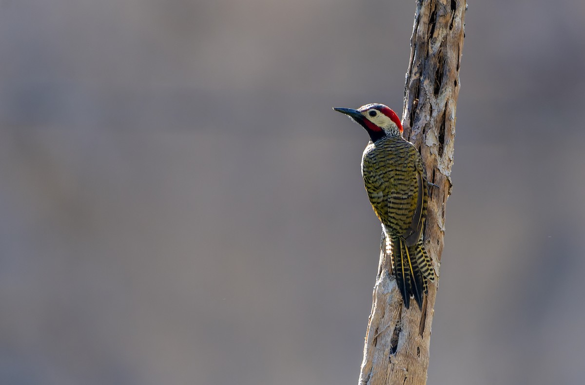 Graustirnspecht - ML639365533