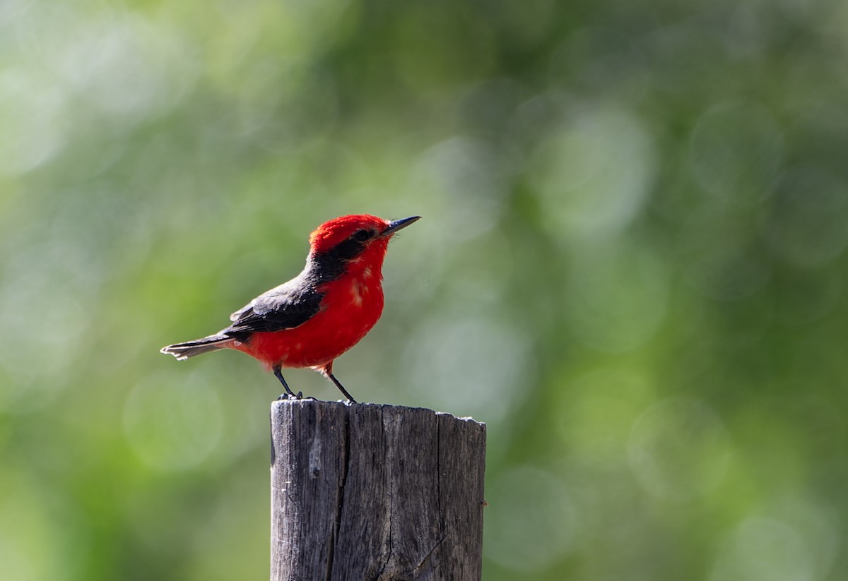 Rubintyrann - ML639365534