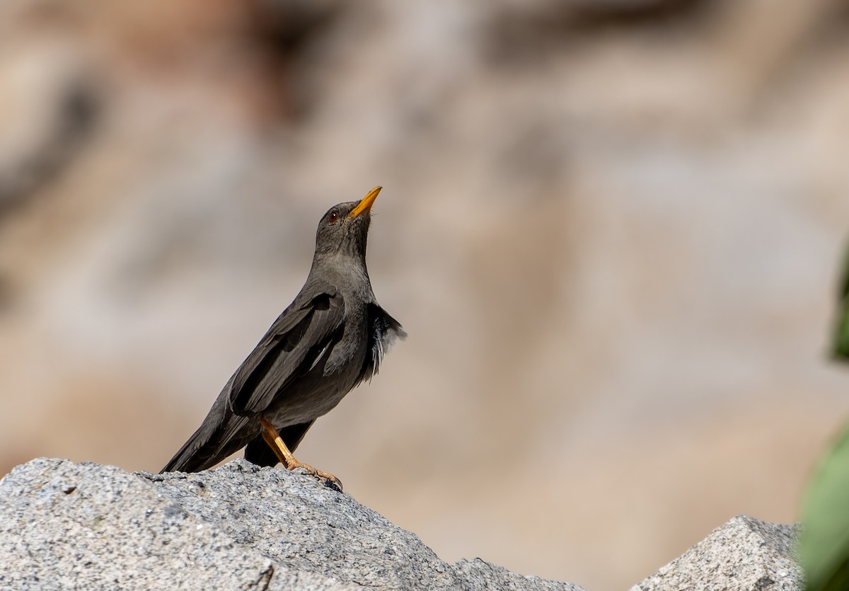 Chiguancodrossel - ML639365542