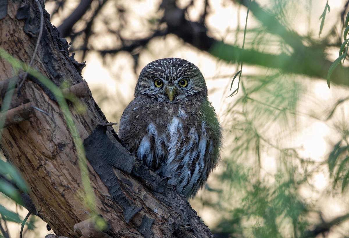 Peruzwergkauz - ML639365559