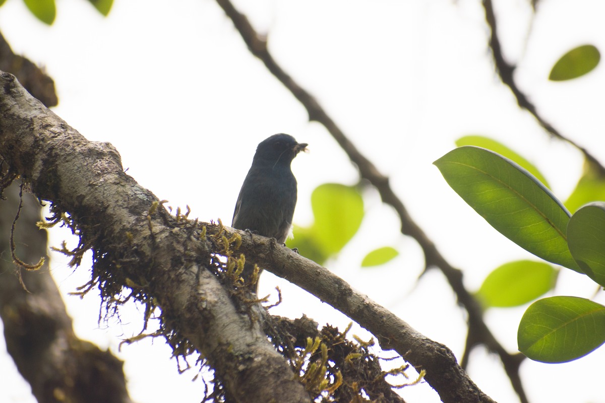 Nilgiri Flycatcher - ML639365704