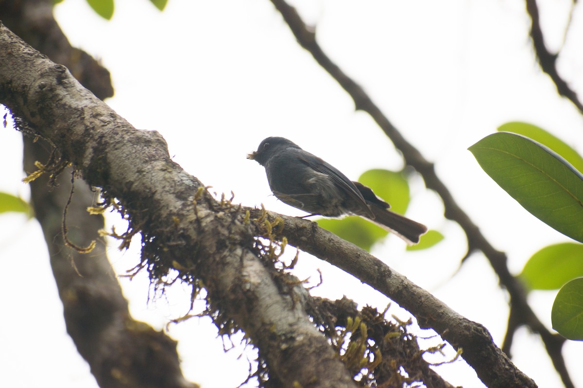 Nilgiri Flycatcher - ML639365705