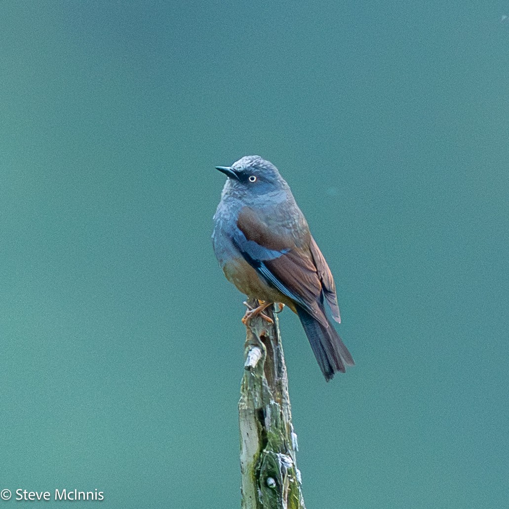 Maroon-backed Accentor - ML639365749