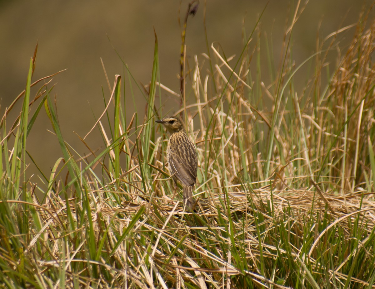 Nilgiri Pipit - ML639365771