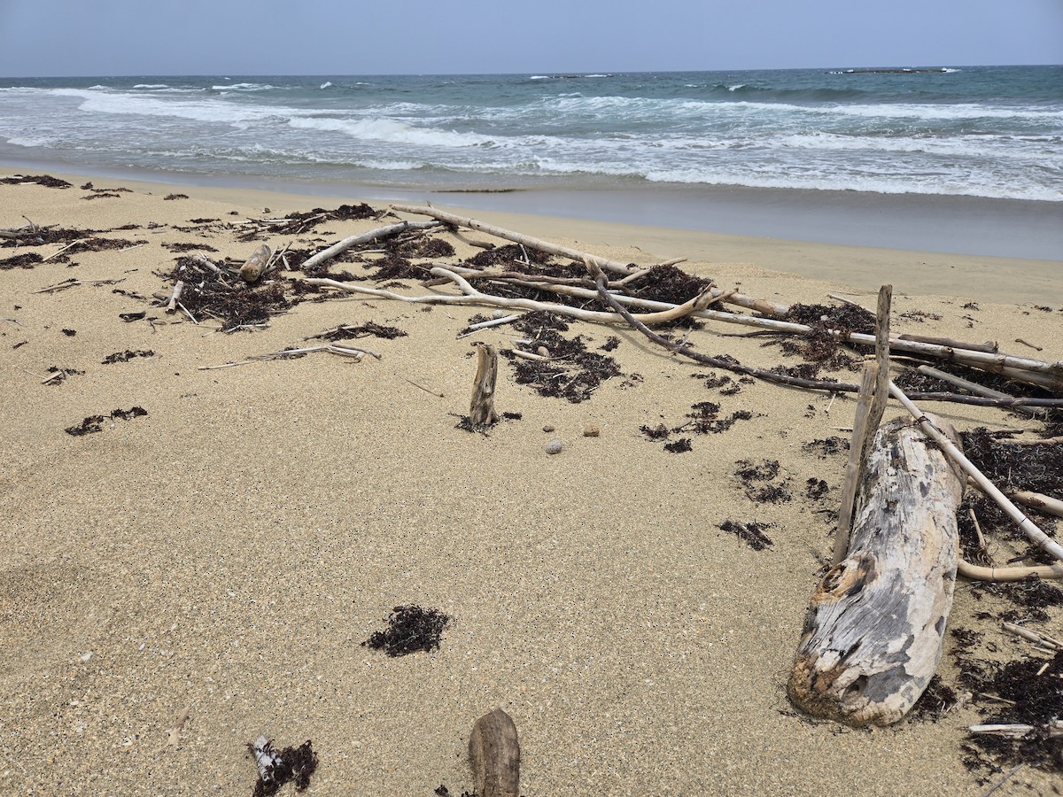 rybák nejmenší - ML639365796