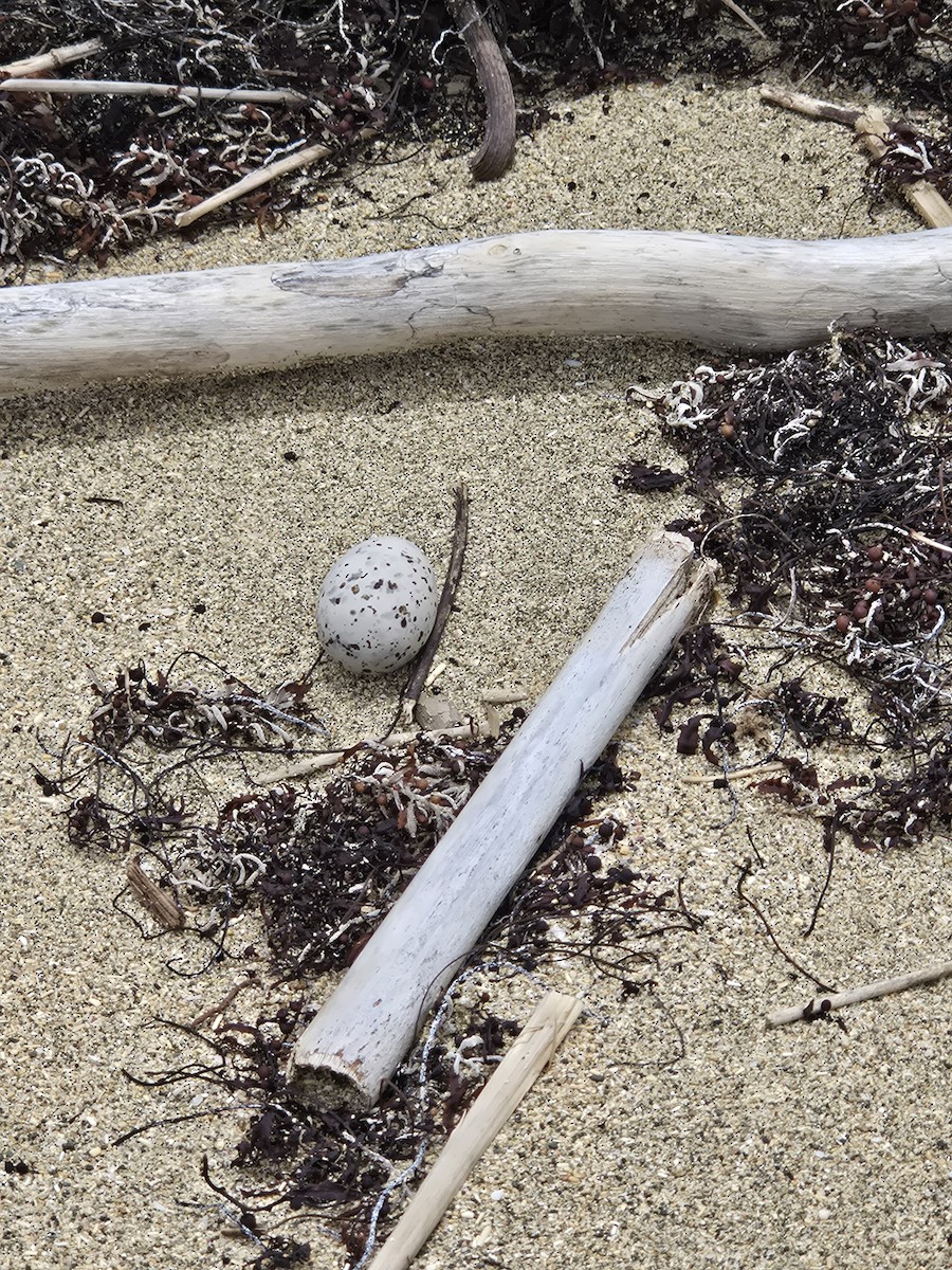 rybák nejmenší - ML639365797