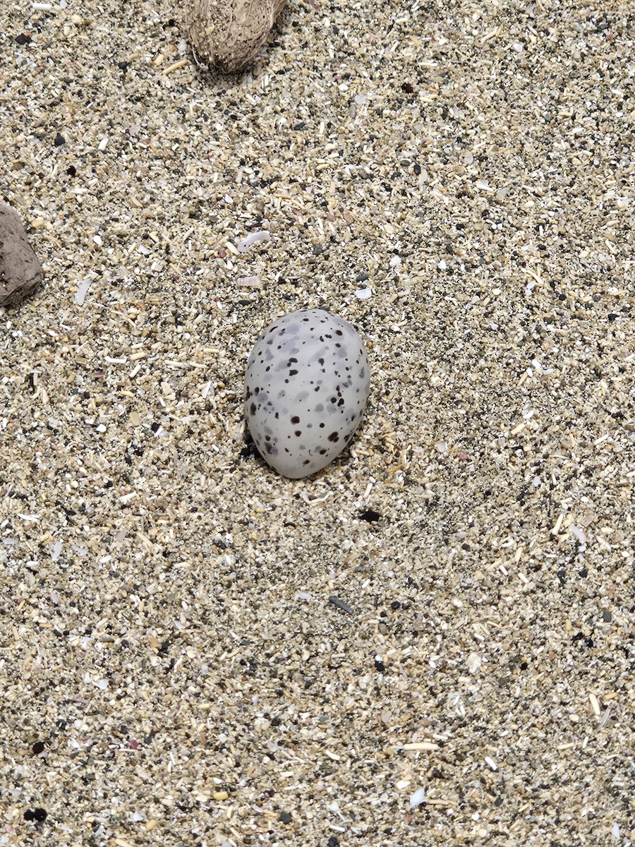 rybák nejmenší - ML639365798