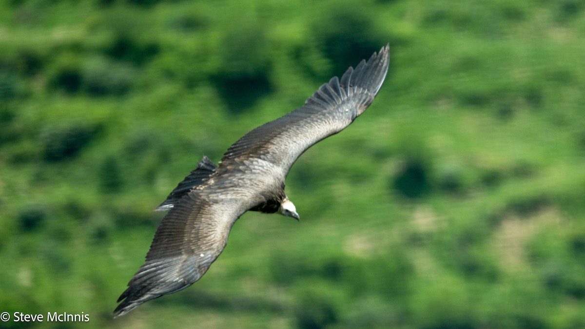 Himalayan Griffon - ML639365861