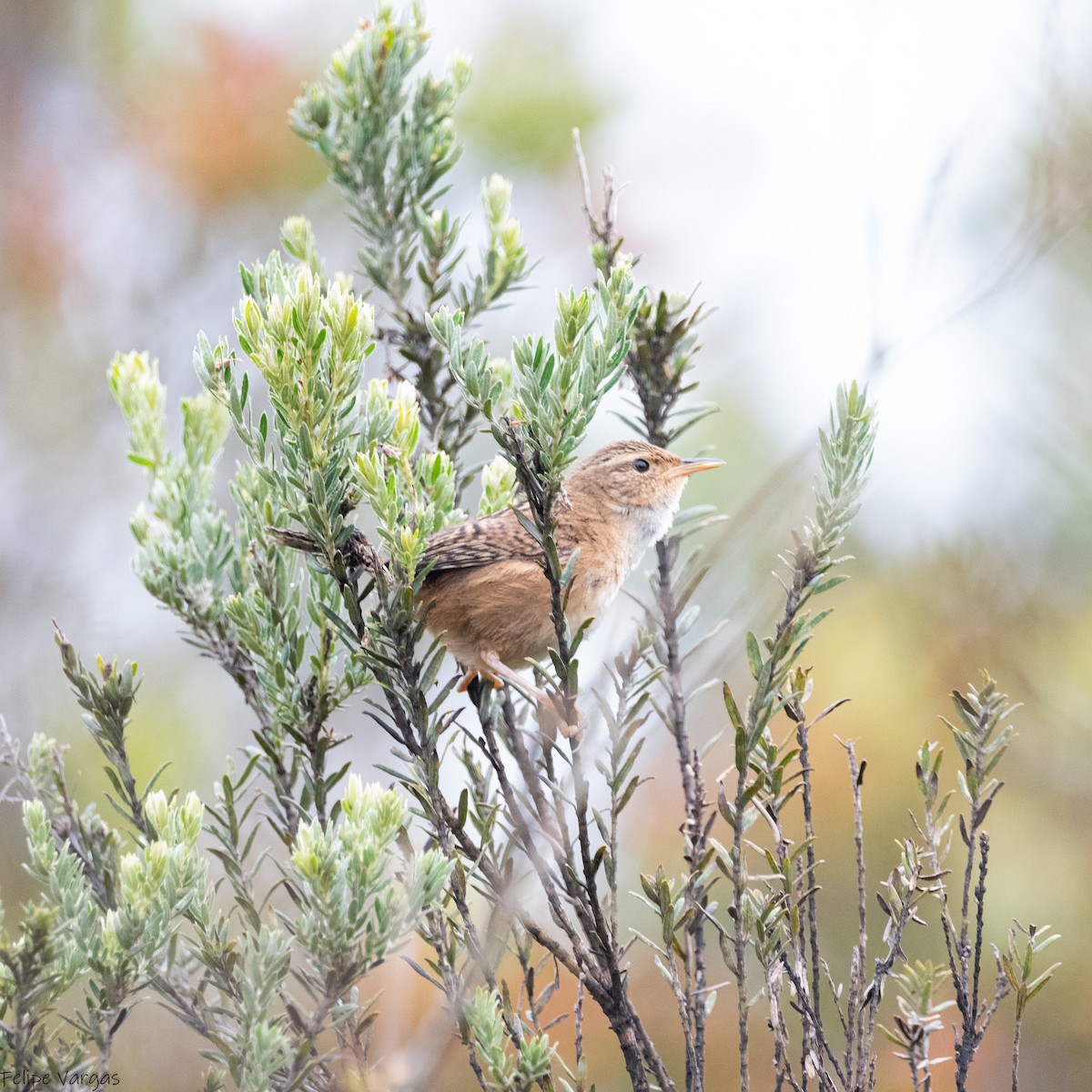 Grass Wren - ML639366140