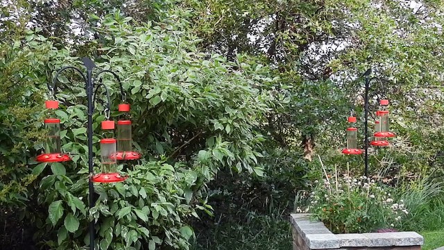 Broad-tailed Hummingbird - ML639366153