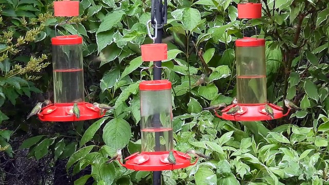 Broad-tailed Hummingbird - ML639366156