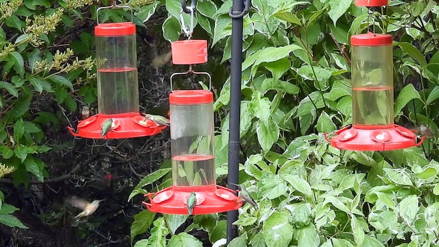 Broad-tailed Hummingbird - ML639366157