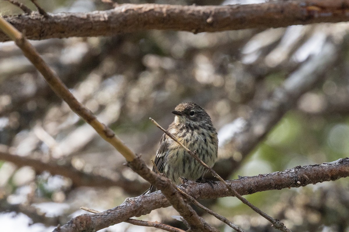 Пісняр-лісовик жовтогузий (підвид coronata) - ML639366304
