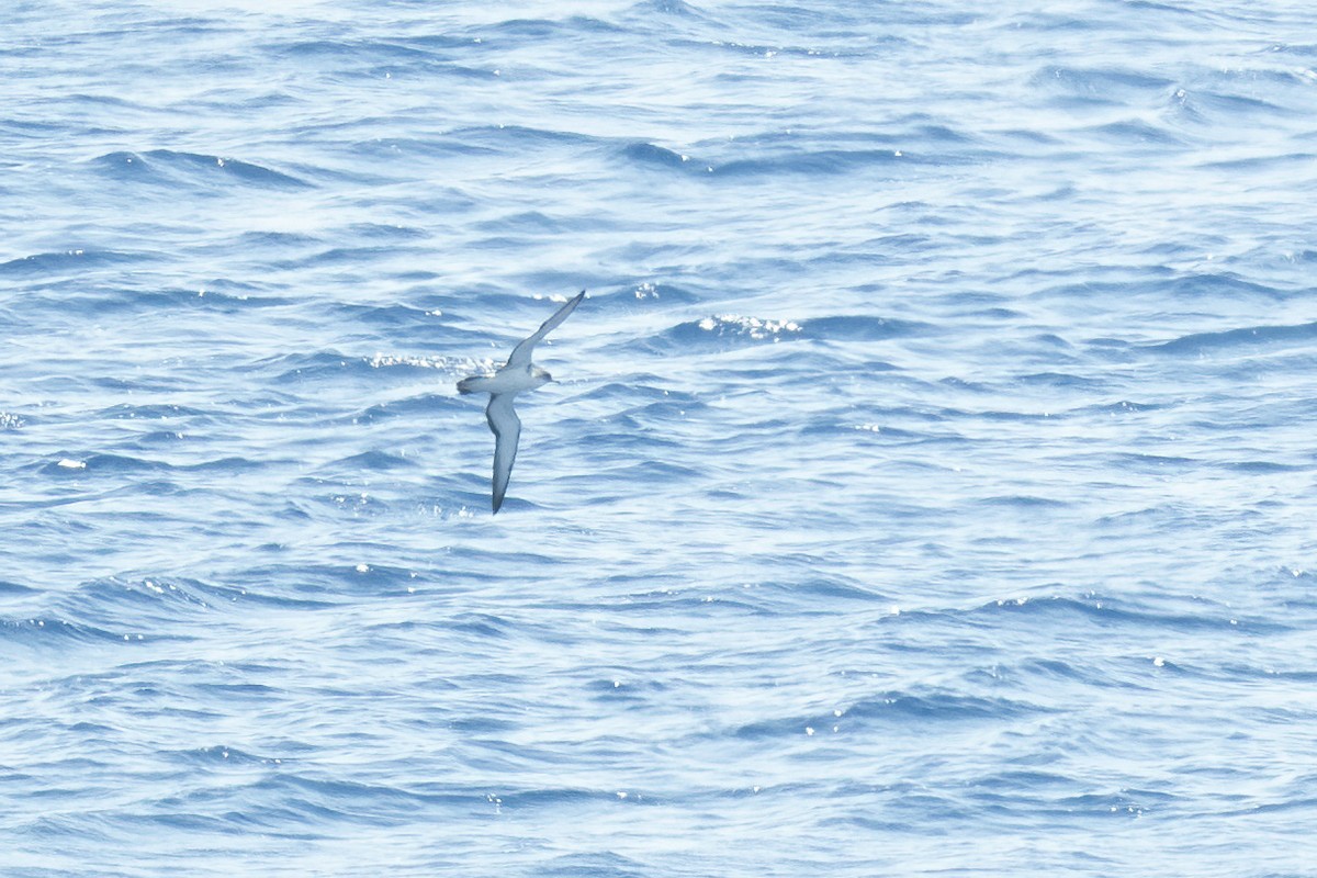 Scopoli's Shearwater - ML639366325