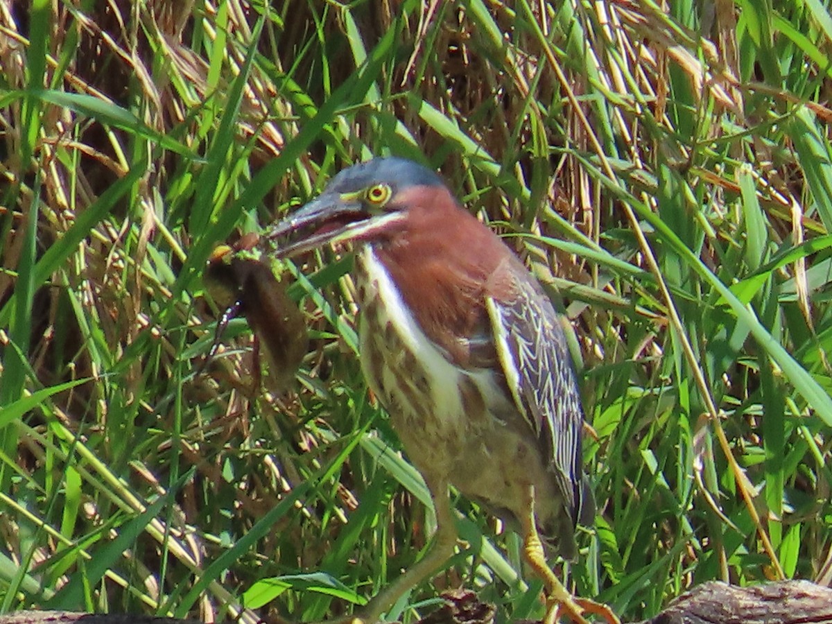 Green Heron - ML639366634