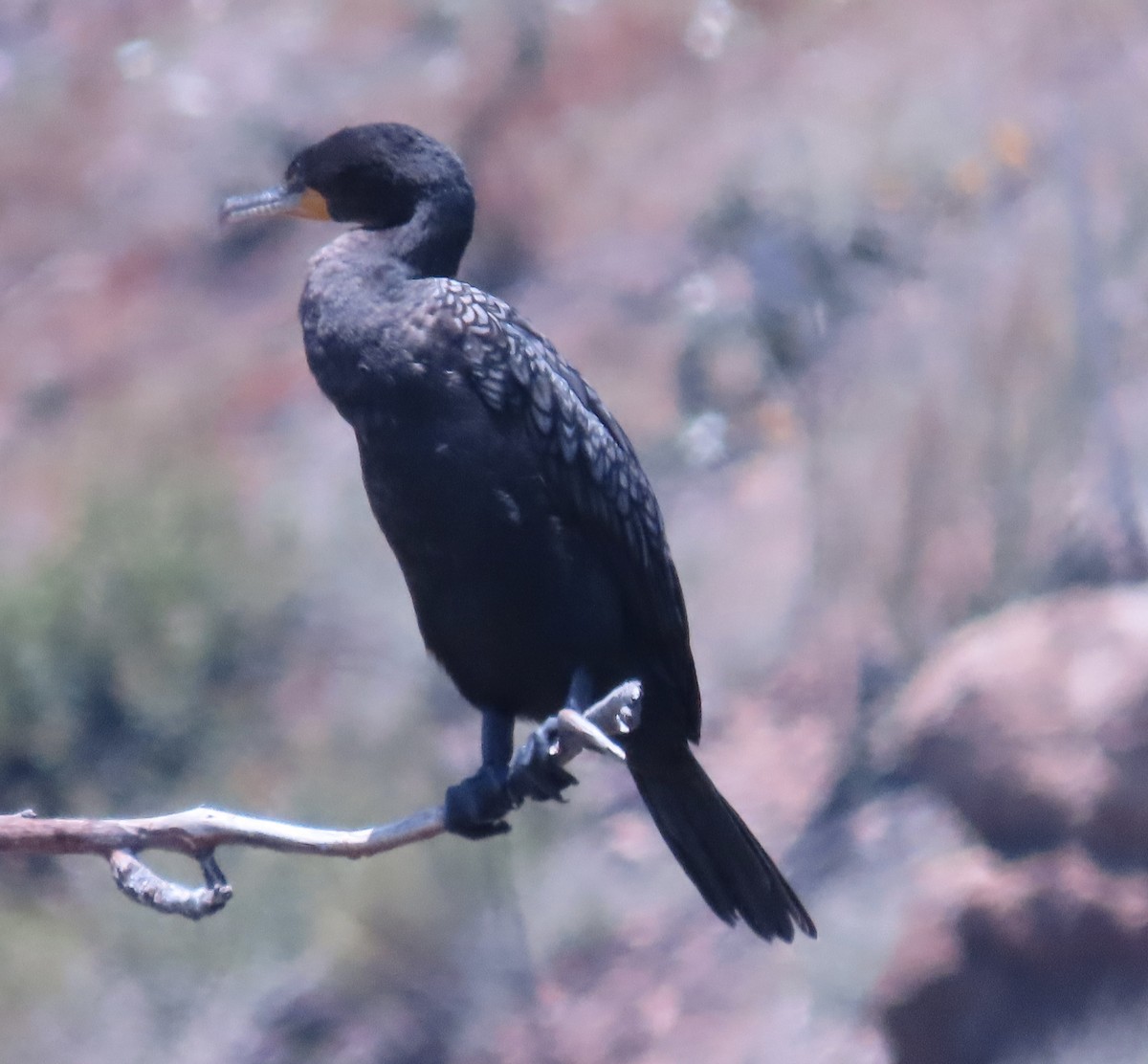 kormorán ušatý - ML639366730