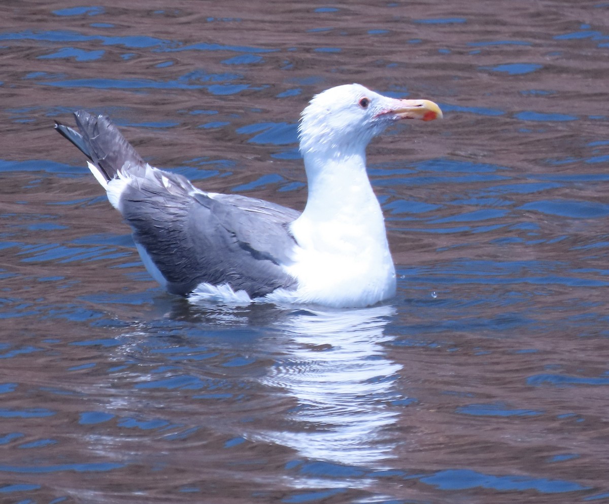 racek západní - ML639366731