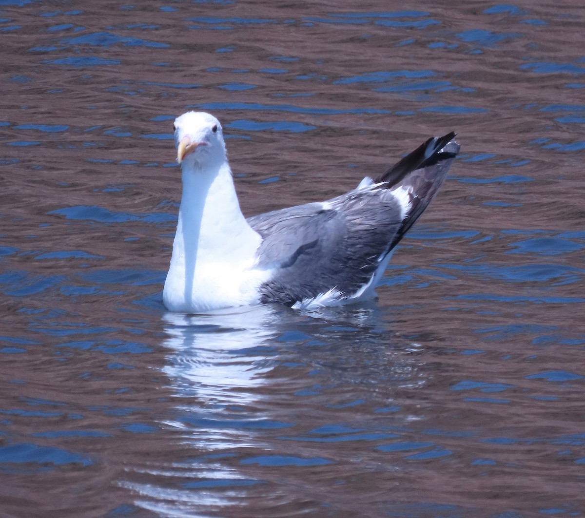 racek západní - ML639366735