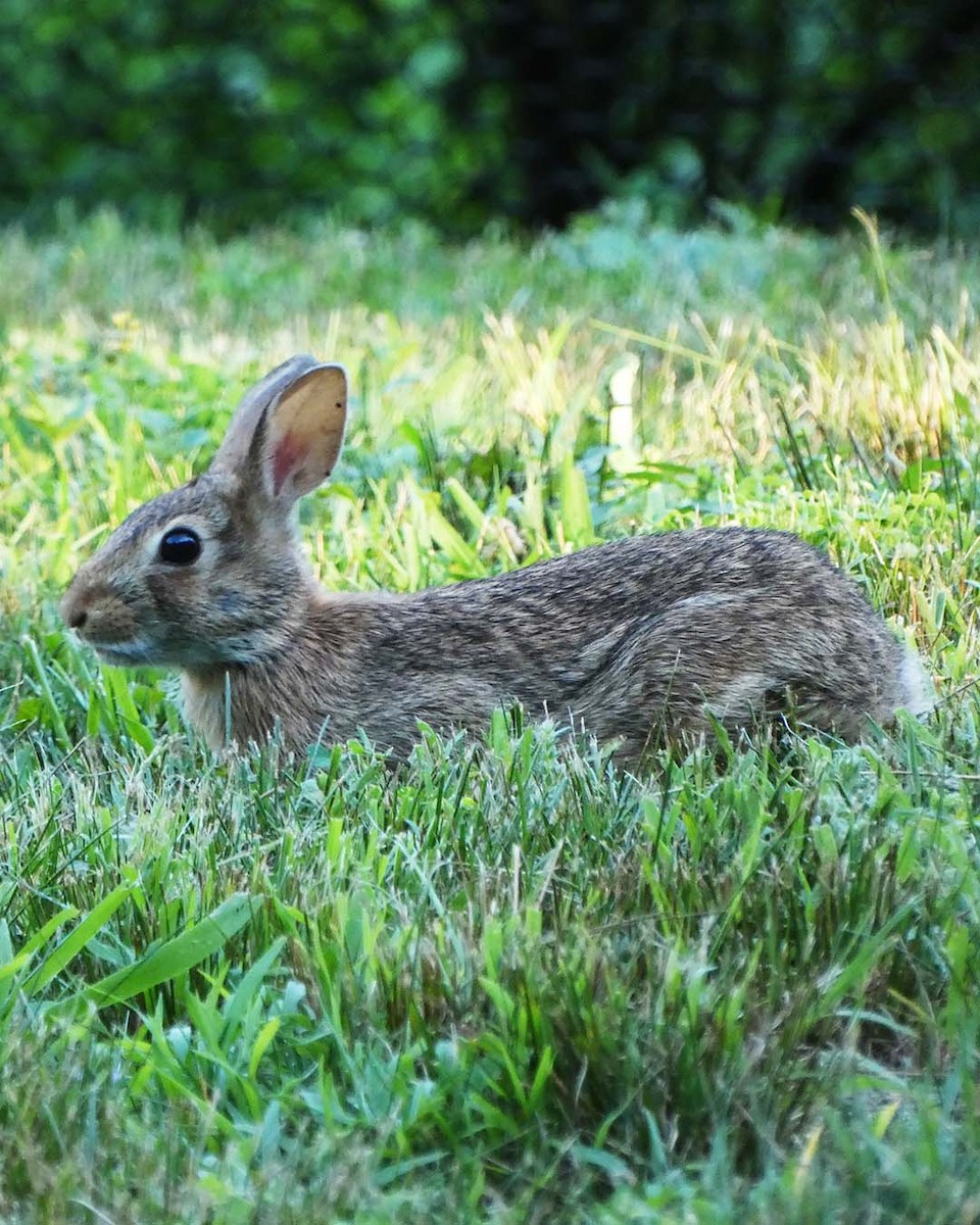 Eastern Cottontail - Allie Kleber