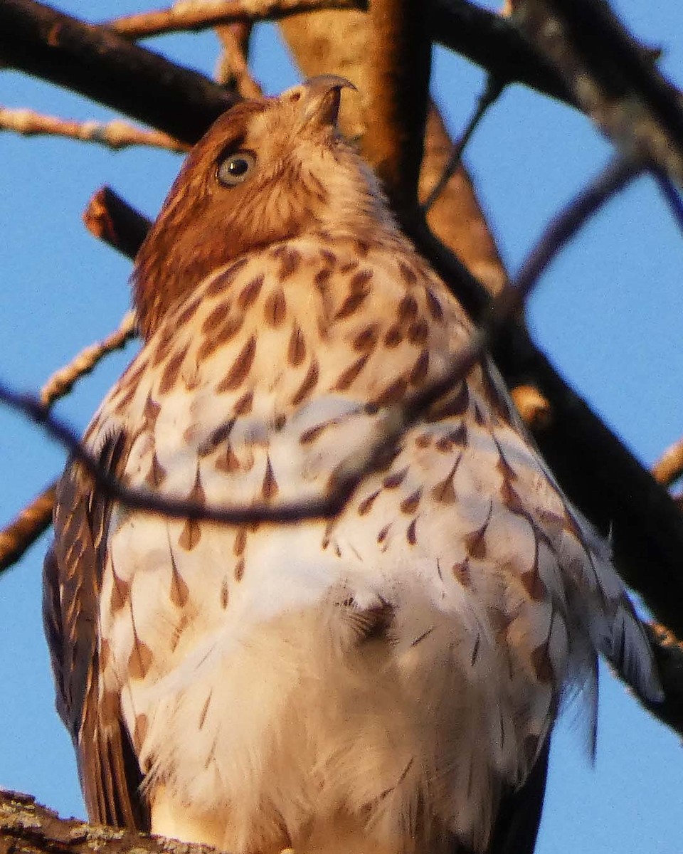 Cooper's Hawk - Allie Kleber