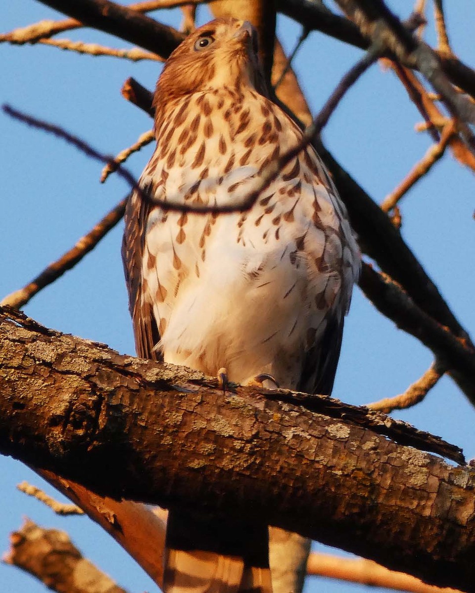 Cooper's Hawk - Allie Kleber