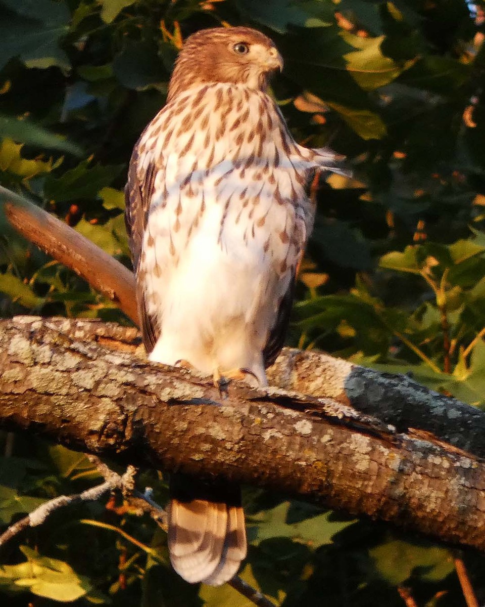 Cooper's Hawk - Allie Kleber