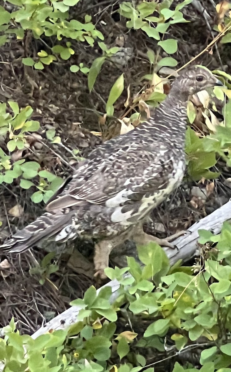 Dusky Grouse - ML639367230
