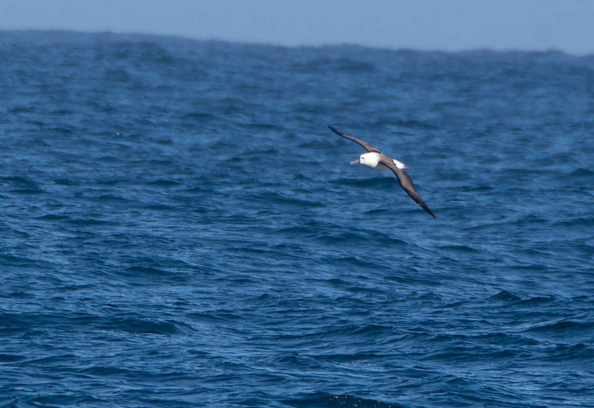 Atlantic/Indian Yellow-nosed Albatross - ML639367280
