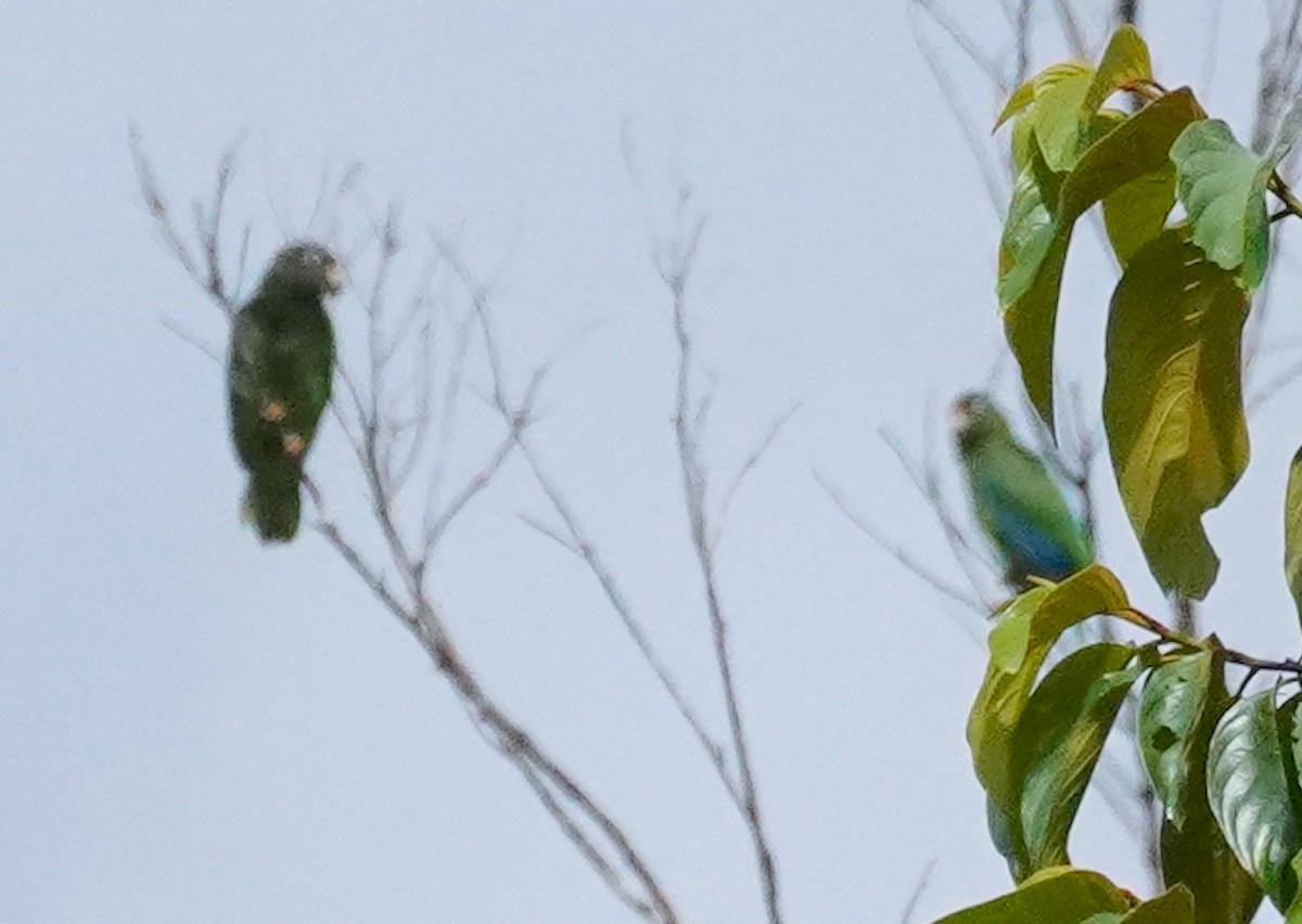Puerto Rican Amazon - ML639367304