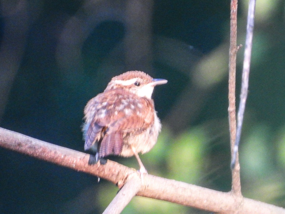 Carolina Wren - ML639367365