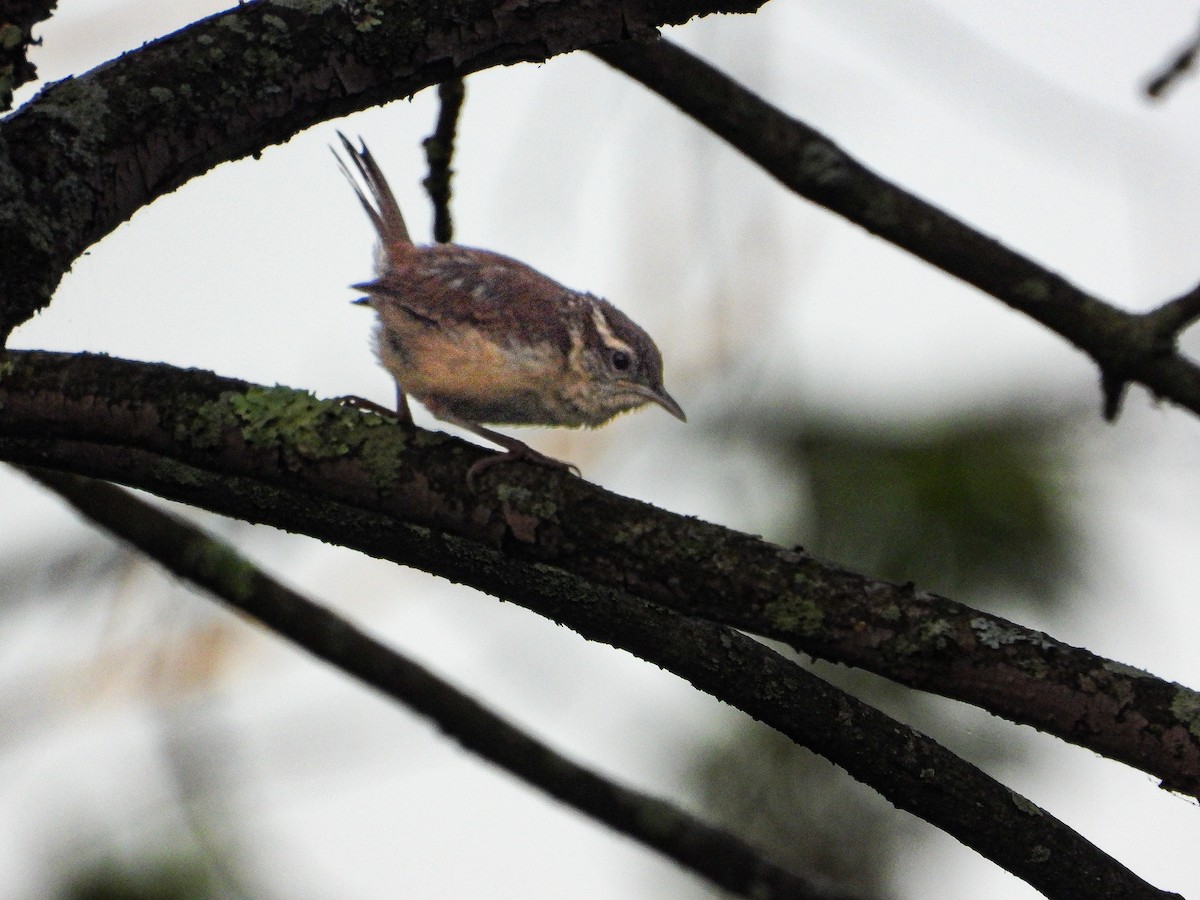 Carolina Wren - ML639367366