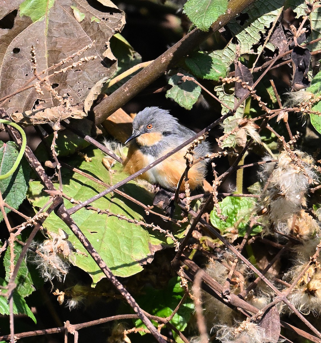 rwenzoriapalis - ML639367413