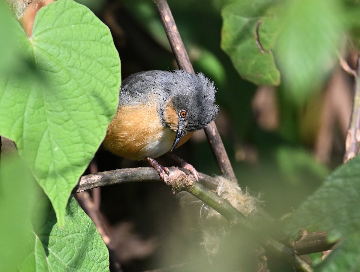 rwenzoriapalis - ML639367414