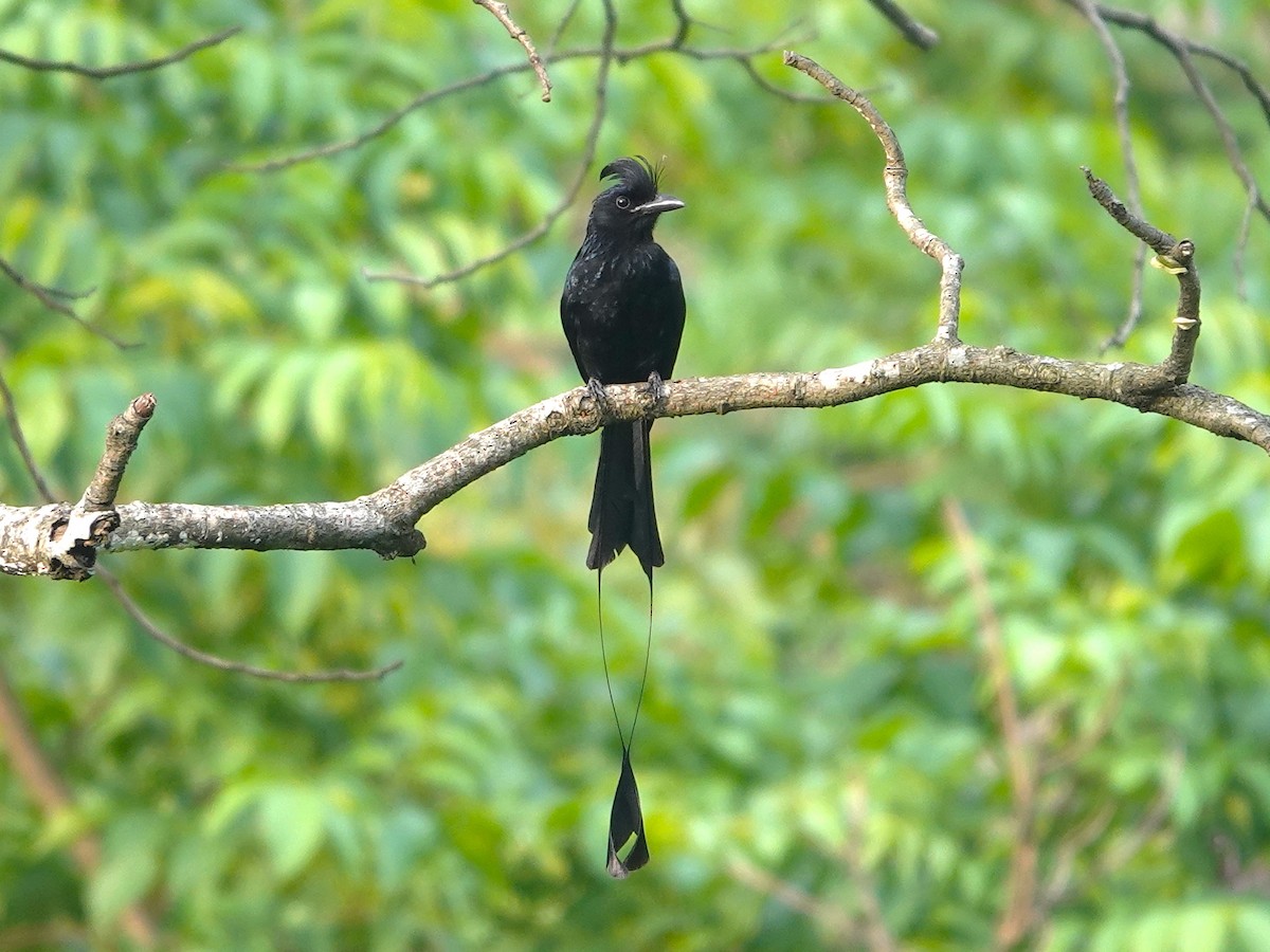 Greater Racket-tailed Drongo - Kumar R N