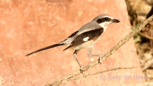 Iberian Gray Shrike - ML639367478