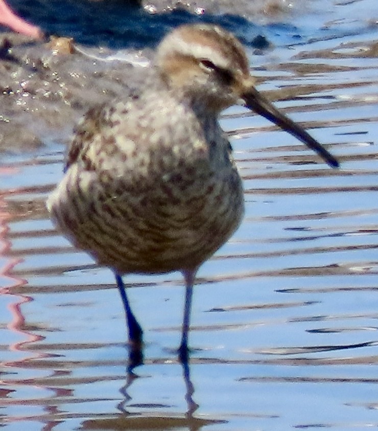 Stilt Sandpiper - ML639367485
