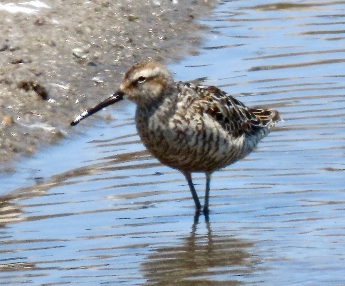 Stilt Sandpiper - ML639367486