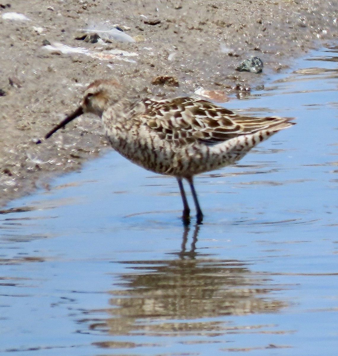 Stilt Sandpiper - ML639367487