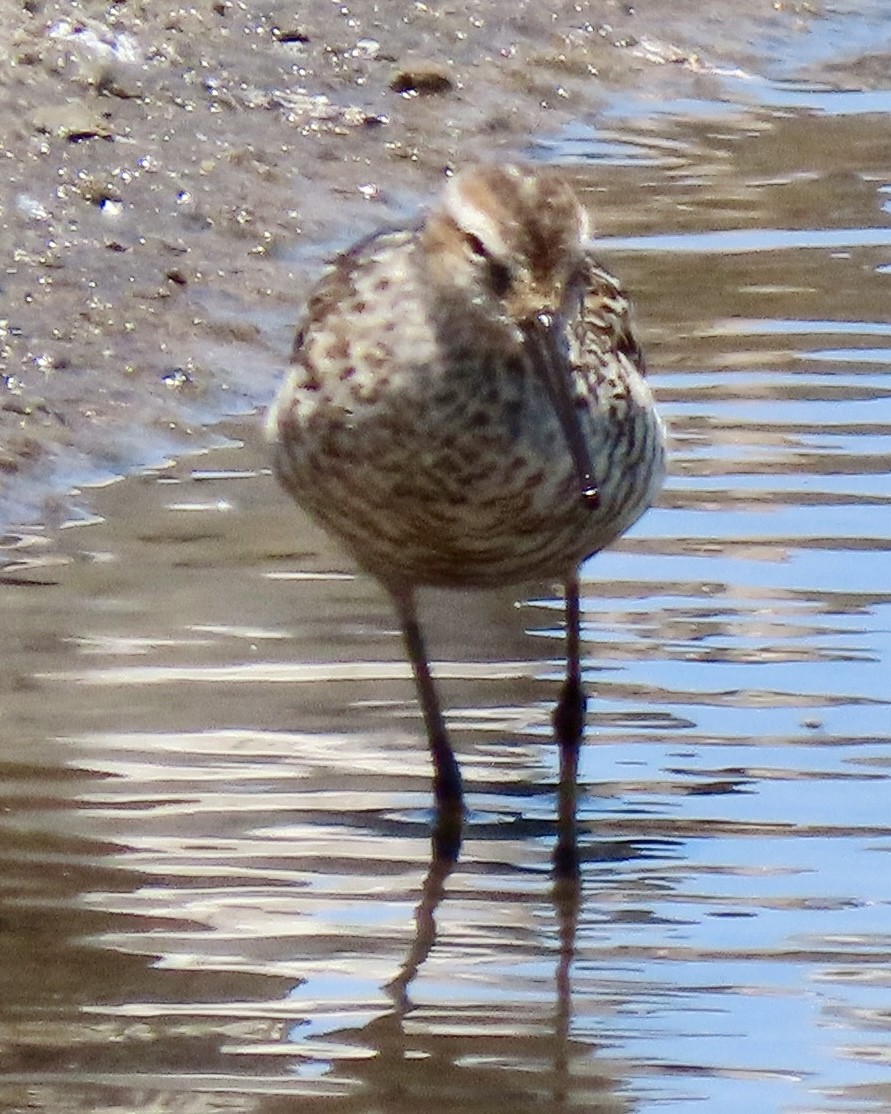 Stilt Sandpiper - ML639367489