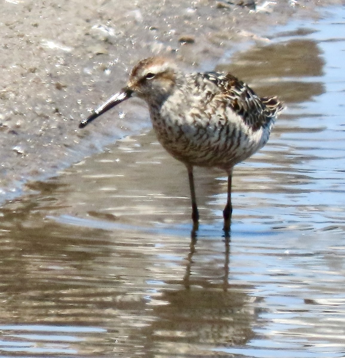 Stilt Sandpiper - ML639367490