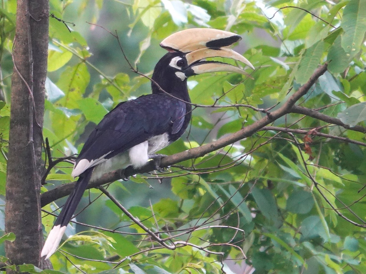 Oriental Pied-Hornbill - ML639367517