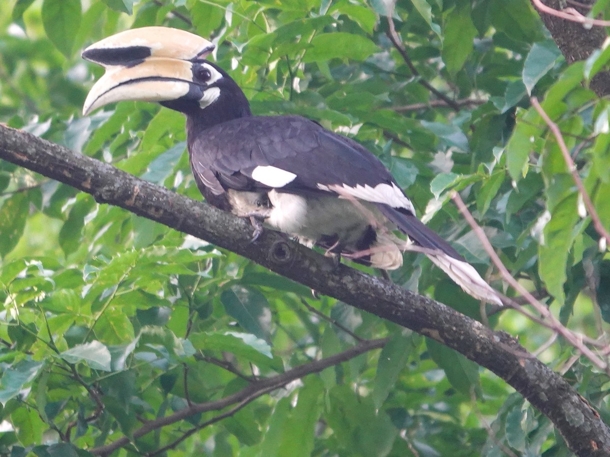 Oriental Pied-Hornbill - ML639367518