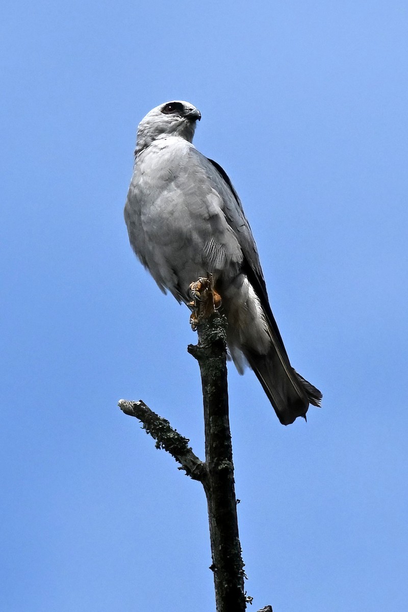 Mississippi Kite - ML639367544