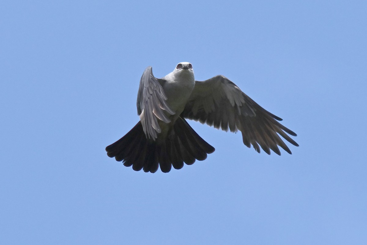 Mississippi Kite - ML639367545