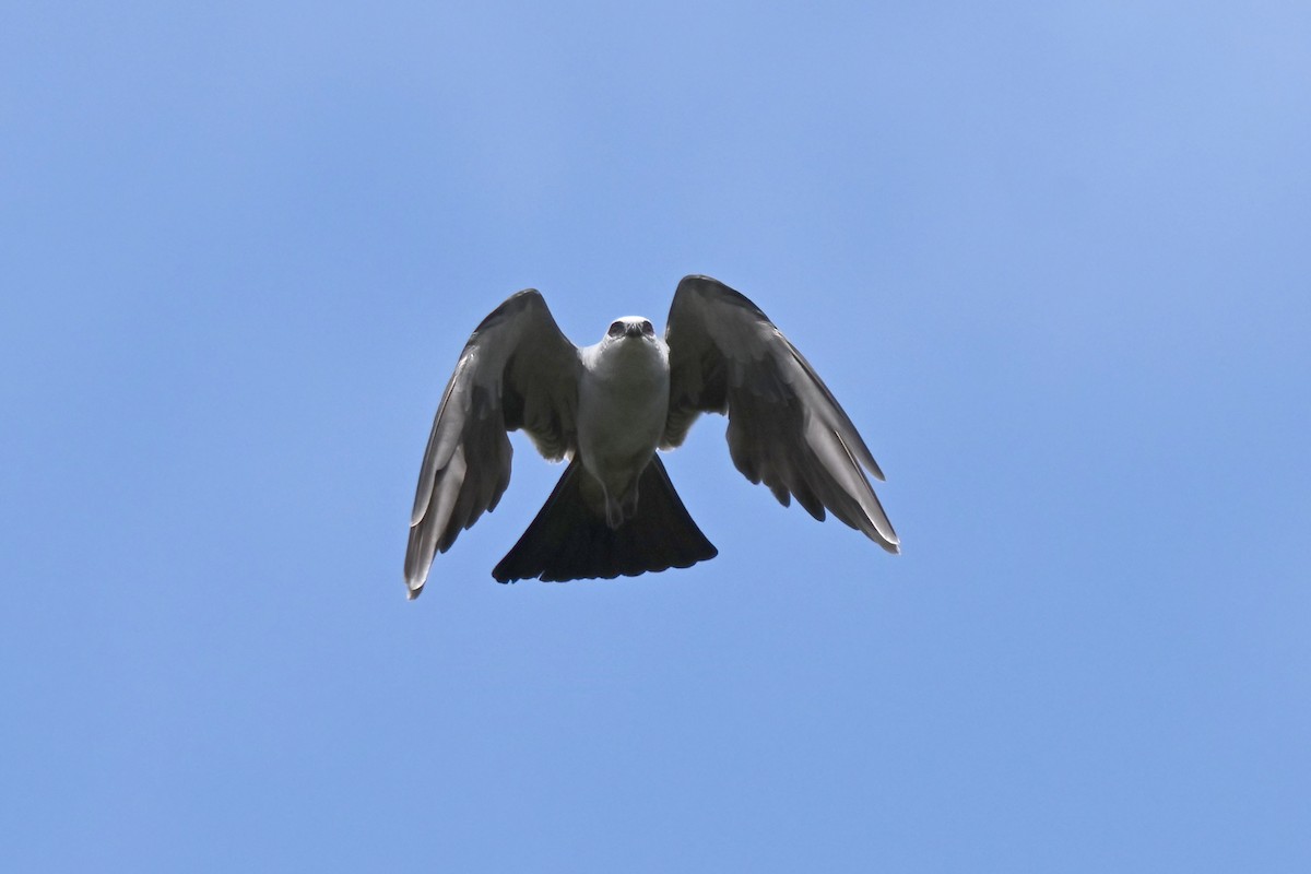 Mississippi Kite - ML639367546