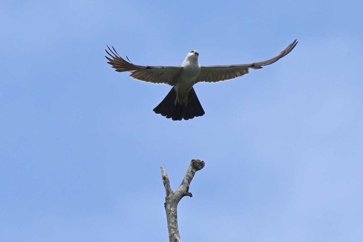 Mississippi Kite - ML639367547