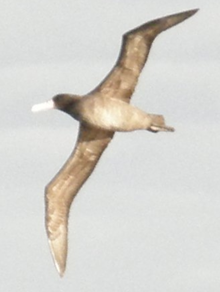 Short-tailed Albatross - ML639367644